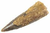 Fossil Spinosaurus Tooth - Real Dinosaur Tooth #360176-1